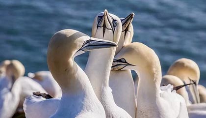 爱游戏资讯-成都兴城主场胜利，保持不败战绩，成都兴城足球俱乐部比赛直播