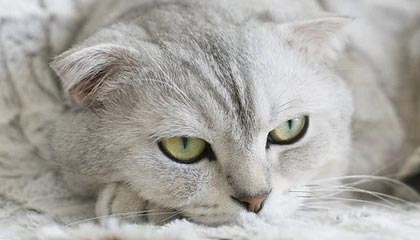 爱游戏资讯-成都兴城主场胜利，保持不败战绩，成都兴城足球俱乐部比赛直播