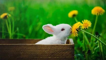 爱游戏资讯-成都兴城主场胜利，保持不败战绩，成都兴城足球俱乐部比赛直播